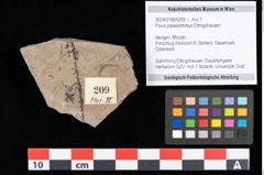 Foto (Objekt + Etikett) von Pinus palaeostrobus Ettingshausen (NHMW-GEO-2024-0188-0209)